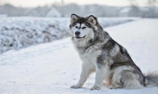 阿拉斯加雪橇犬和哈士奇的区别 阿拉斯加雪橇犬和哈士奇的区别是什么