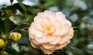 茶花的养殖方法和注意事项（山茶花的养殖方法和注意事项）