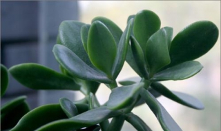 玉树的养殖方法和注意事项（玉树的养殖方法和注意事项玉树开花吗）