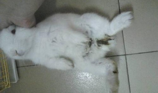 兔子拉稀怎么办（兔子拉稀怎么办吃什么药）