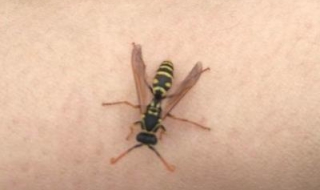 马蜂蛰了怎么办（马蜂蛰了怎么办肿了怎么办）