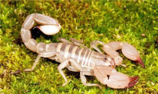 蝎子蛰了怎么办（蝎子蛰了怎么办最有效的方法）