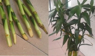 富贵竹叶子黄了怎么办 刚买回来的富贵竹叶子黄了怎么办