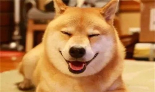 柴犬和秋田犬的区别 柴犬和秋田犬的区别哪个贵