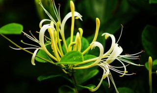 山银花与金银花的区别（山银花与金银花的区别图片）