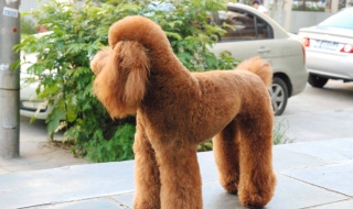 贵宾犬和泰迪的区别 巨型贵宾犬和泰迪的区别