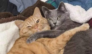 为什么人死后守夜不能让猫接近? 为什么人死后要守夜,不让猫接近?