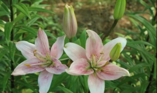 食用百合和百合花的区别（食用百合和百合花的区别图片）
