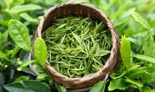 崂山绿茶的制作工艺（崂山绿茶的制作工艺流程）