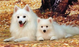 银狐犬和萨摩的区别 银狐和萨摩幼犬区别