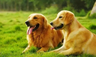 拉布拉多犬和金毛的区别 拉布拉多犬和金毛一样吗