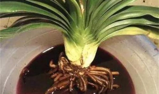 君子兰烂根怎么办 君子兰烂根怎么办视频
