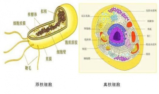 原核细胞和真核细胞的区别 原核细胞和真核细胞的区别表格
