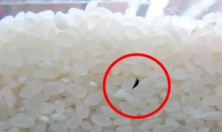 大米生虫了怎么办 大米生虫了怎么办?还能吃吗?