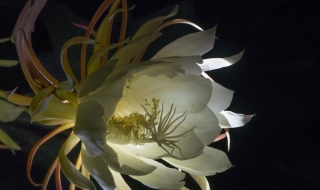 黑色系暴涨昙花一现（昙花发黑）