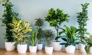 适合室内养的植物（适合室内养的植物花卉图片）