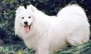 适合家养的大型犬（适合家养的大型犬排名,不掉毛）