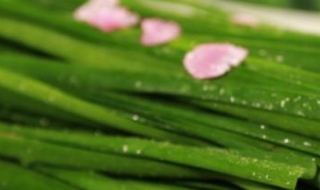 韭菜和什么不能一起吃 韭菜和什么不能一起吃?