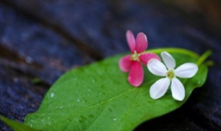 三八节祝福语精选（三八节祝福语精选简短大全）
