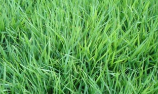 适合养羊的牧草（适合养羊的牧草品种）