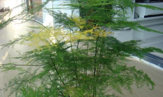 文竹叶子发黄怎么办（夏天文竹叶子发黄怎么办）