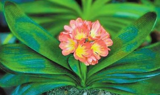 花卉养殖技巧（花卉养殖技巧与方法）