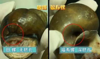 福寿螺到底能不能吃