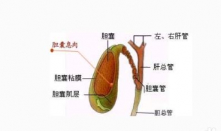 胆囊息肉不能吃什么 胆囊息肉不能吃什么东西,需要注意什么