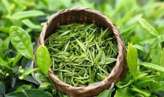 高山绿茶和平地绿茶 高山绿茶和平地绿茶有什么区别