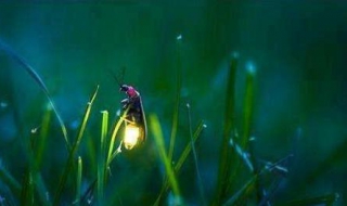 萤火虫为什么会发光（萤火虫为什么会发光简单回答）