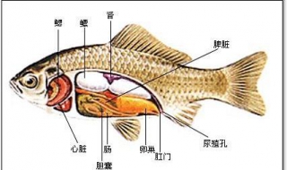 鱼儿为什么会游（鱼儿为什么会游泳对儿童解说）