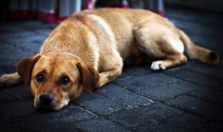 中华田园犬为什么禁养（中华田园犬智商排名）