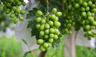 青翠欲滴的意思（青翠欲滴的意思欲的意思是什么）