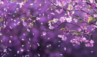 落花不是无情物 落花不是无情物出自哪首诗