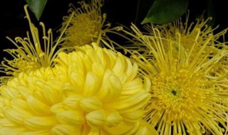 菊花是什么意思 别人说菊花是什么意思