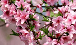 花团锦簇的簇是什么意思（花园里花团锦簇的簇是什么意思）