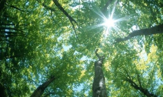 繁密的意思 狂野繁密的意思