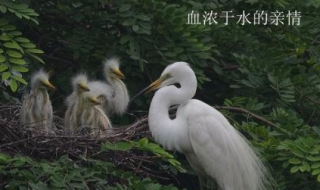 血浓于水什么意思（血浓于水是什么意思(血浓于水下一句是什么）