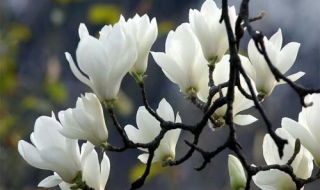 怎么区分白玉兰和白兰花（怎么区分白玉兰和白兰花的区别）