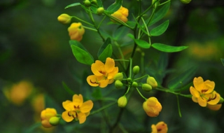 花枝招展是什么意思（花枝招展是什么意思解释）