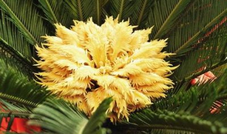 铁树开花的意思是什么（铁树开花的意思是什么意思）