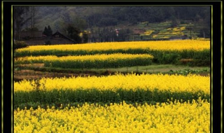 油菜花是什么意思（男人油菜花是什么意思）