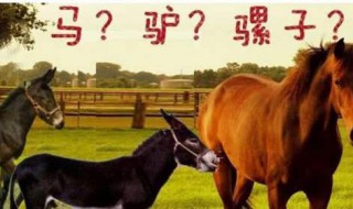 骡子为什么不能生育（骡子不能生育为什么没灭绝）