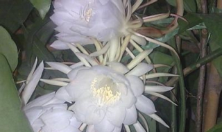 昙花一现是什么意思（昙花一现是什么意思解释一下）