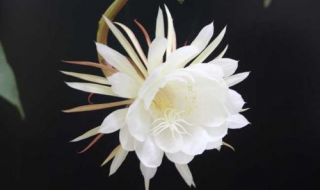 昙花一现的意思 昙花一现的意思解释