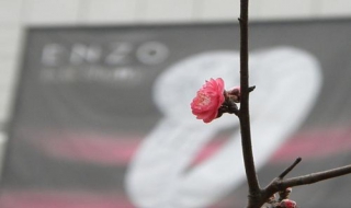 移花接木什么意思（移花接木什么意思解释）