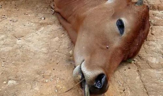 死不瞑目的意思 死不瞑目的意思是什么?