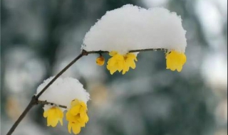 梅花香自苦寒来的意思（宝剑锋从磨砺来梅花香自苦寒来的意思）