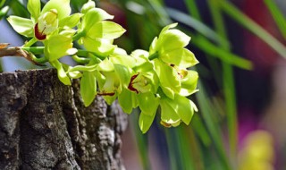 最名贵十种兰花（最名贵十种兰花图片）