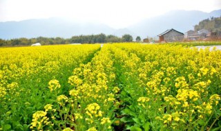 油菜种植 油菜种植方法步骤